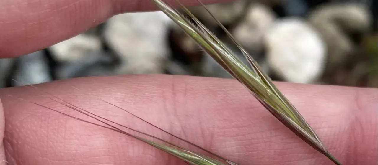 Barren brome