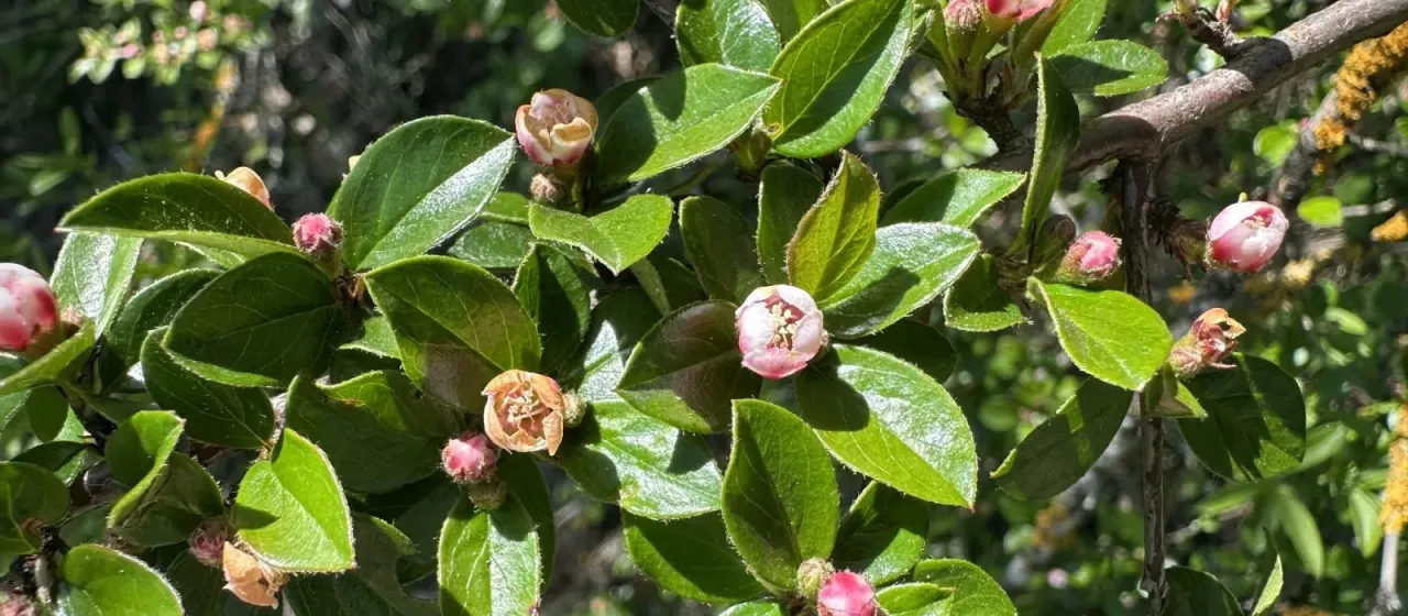 Кизильник розчепірений
