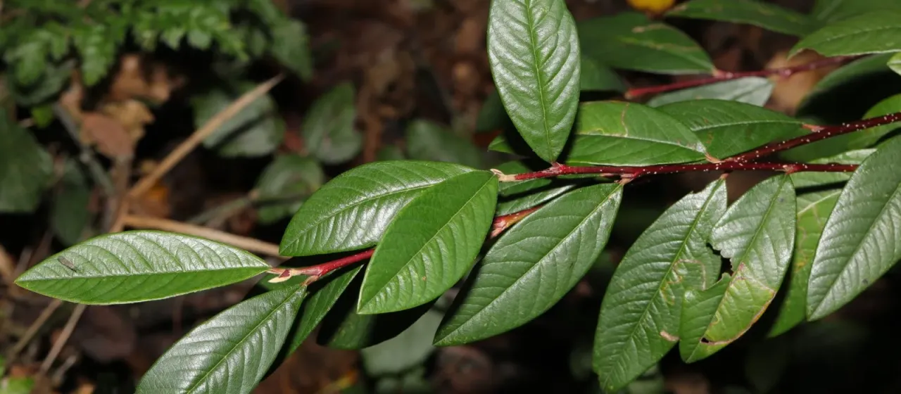 Waterer's Cotoneaster