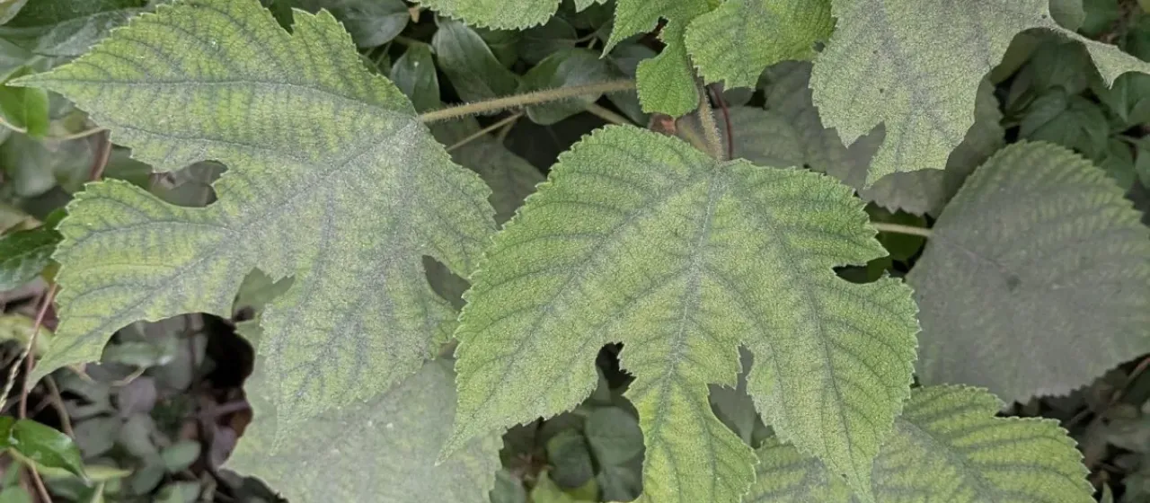 Paper mulberry