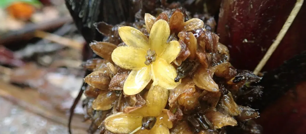 Curculigo latifolia