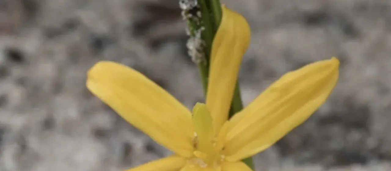Curculigo pilosa
