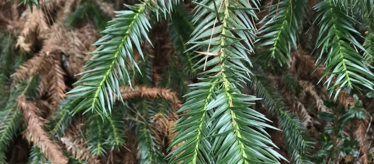 Каннингамия Кониши