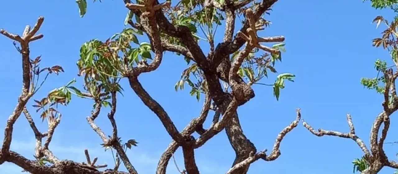 Cussonia arborea