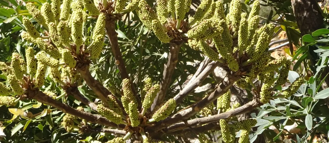 Cabbage tree