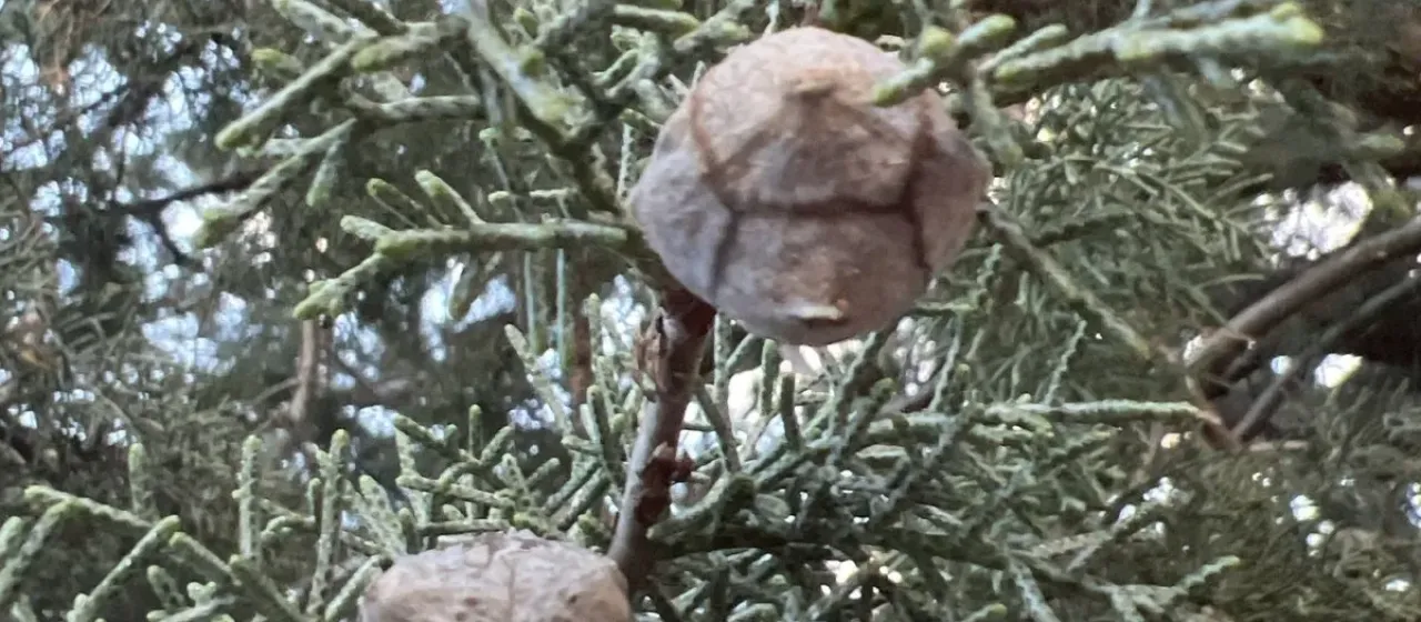 Smooth cypress