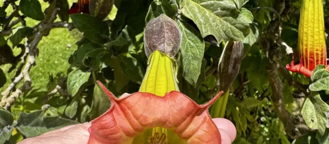 Brugmansia cubensis