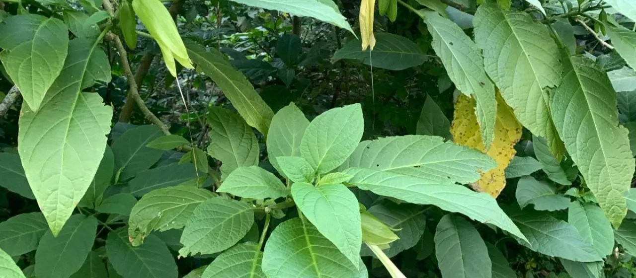 Angel's Trumpet