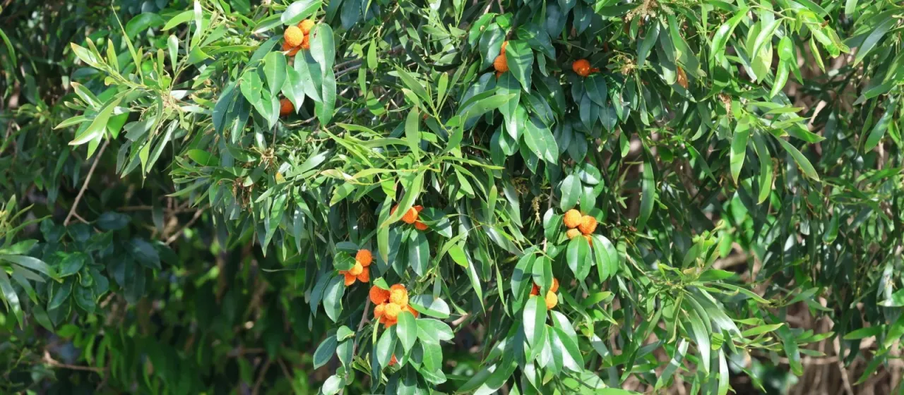 Cudrania
