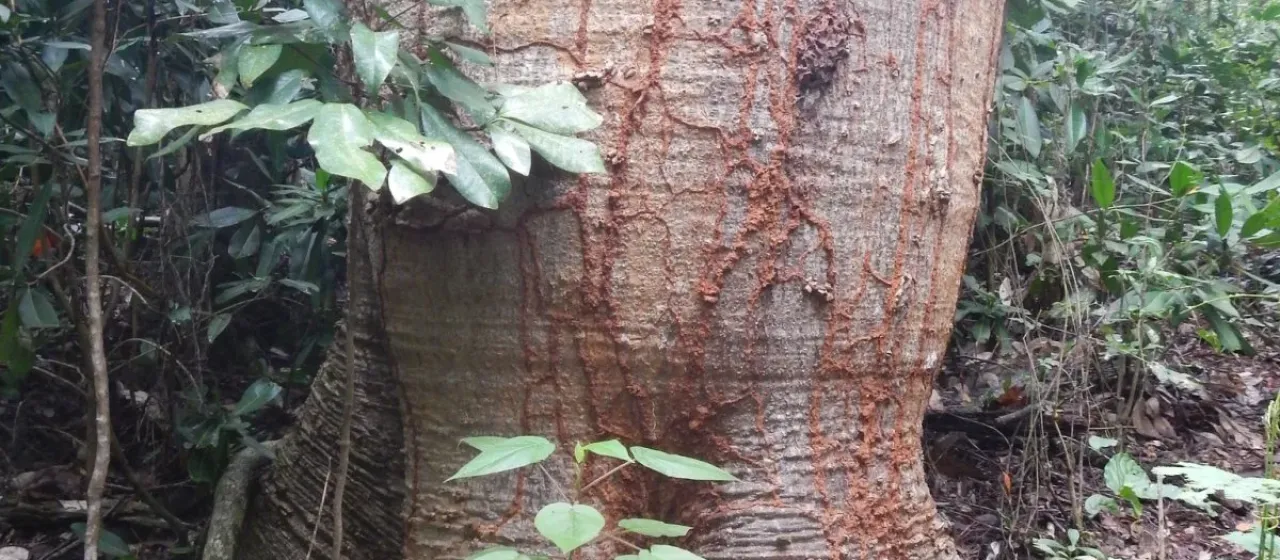 Cavanillesia arborea