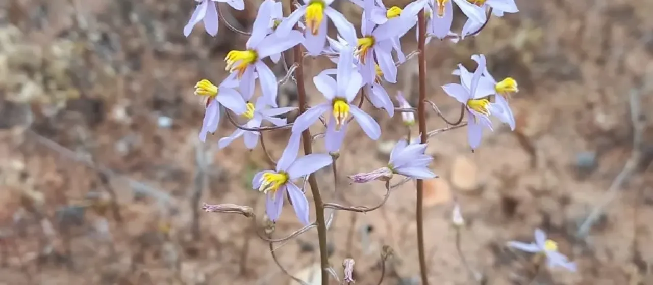 Cyanella hyacinthoides