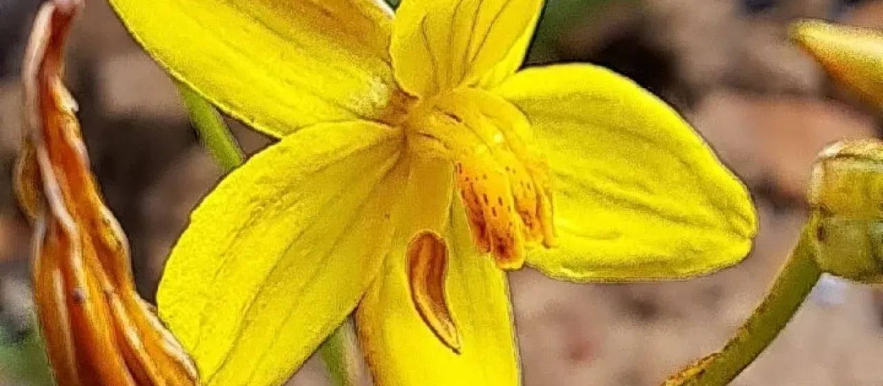Cyanella lutea
