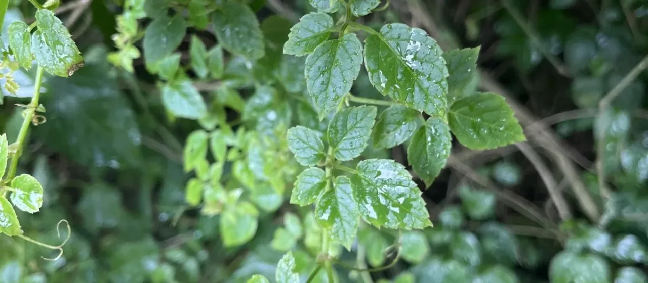 Cyphostemma adenocaule