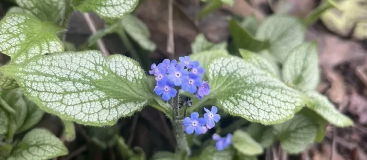 Siberian bugloss