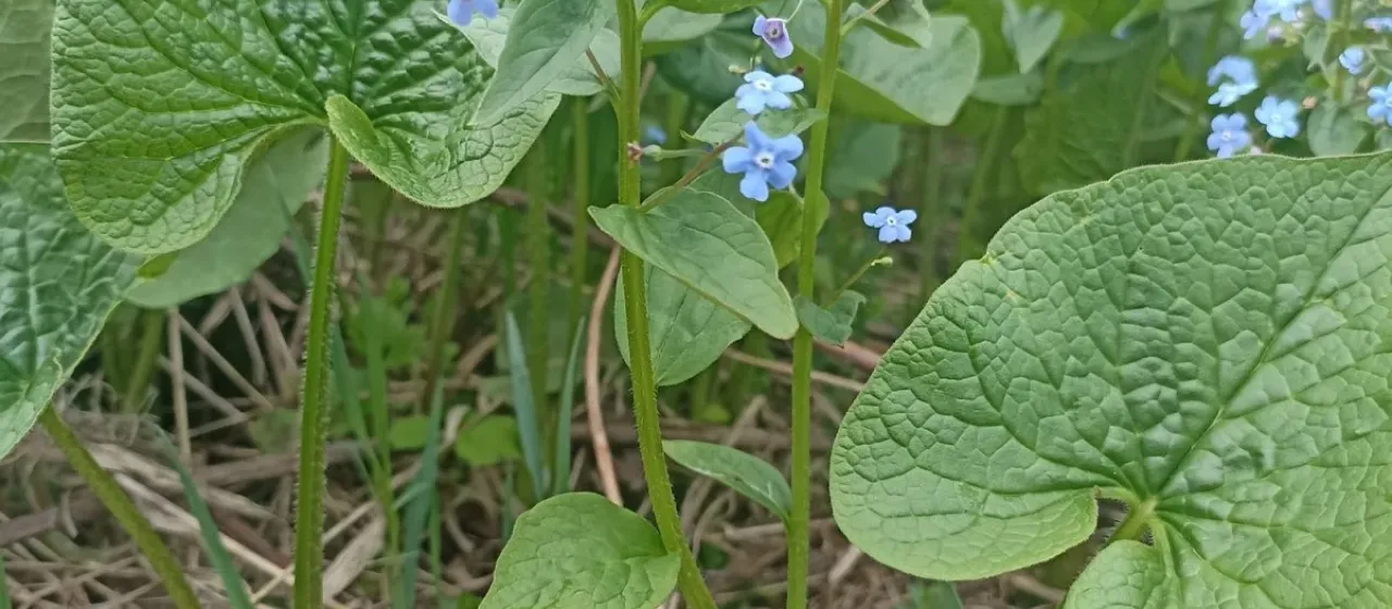 Siberian bugloss