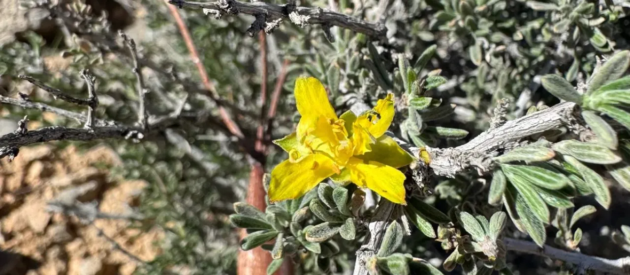 Blackbrush