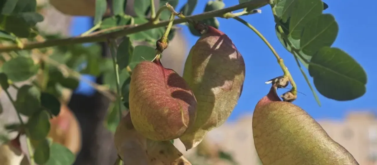 Colutea
