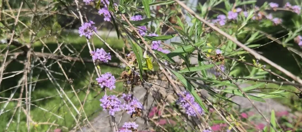Buddleja alternifolia