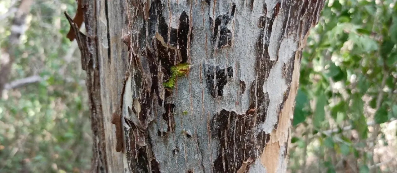 Colubrina reclinata