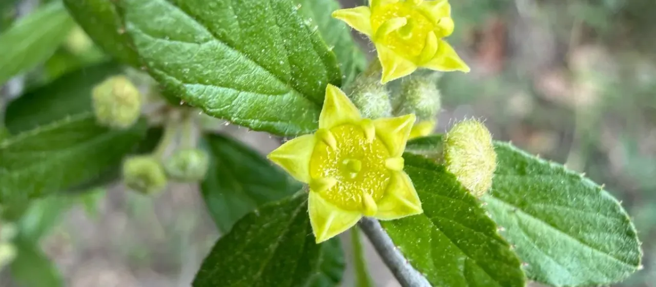 Texas hogplum