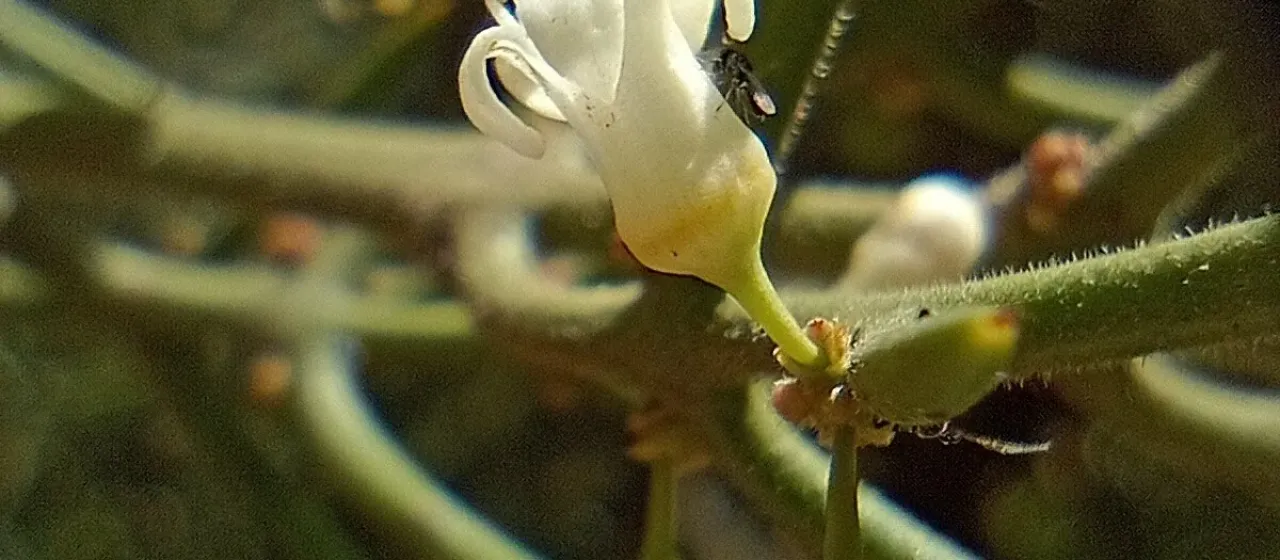 Colletia armata