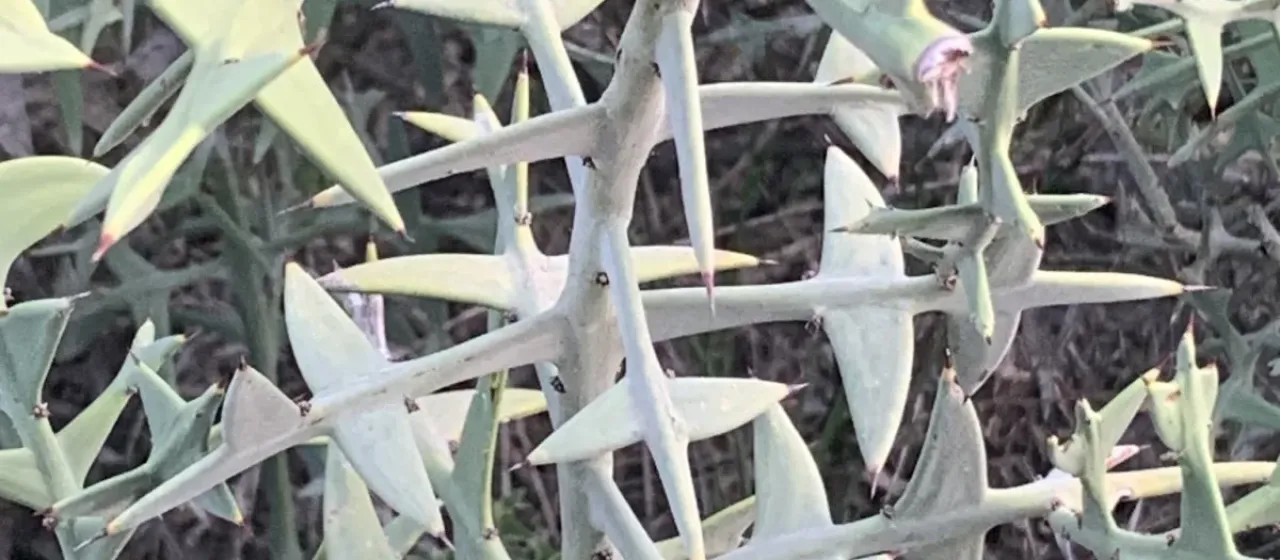 Colletia paradoxa