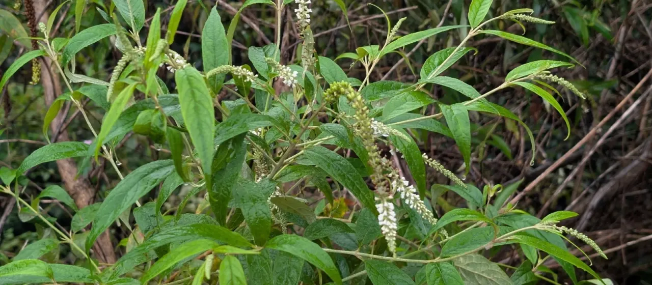 Buddleja asiatica