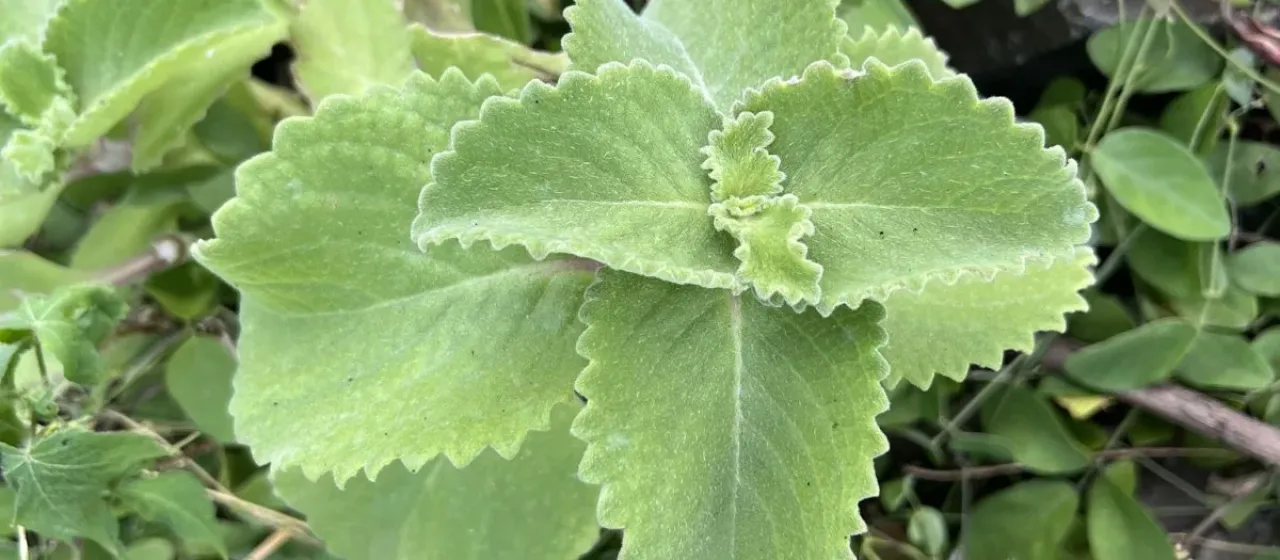 Coleus amboinicus
