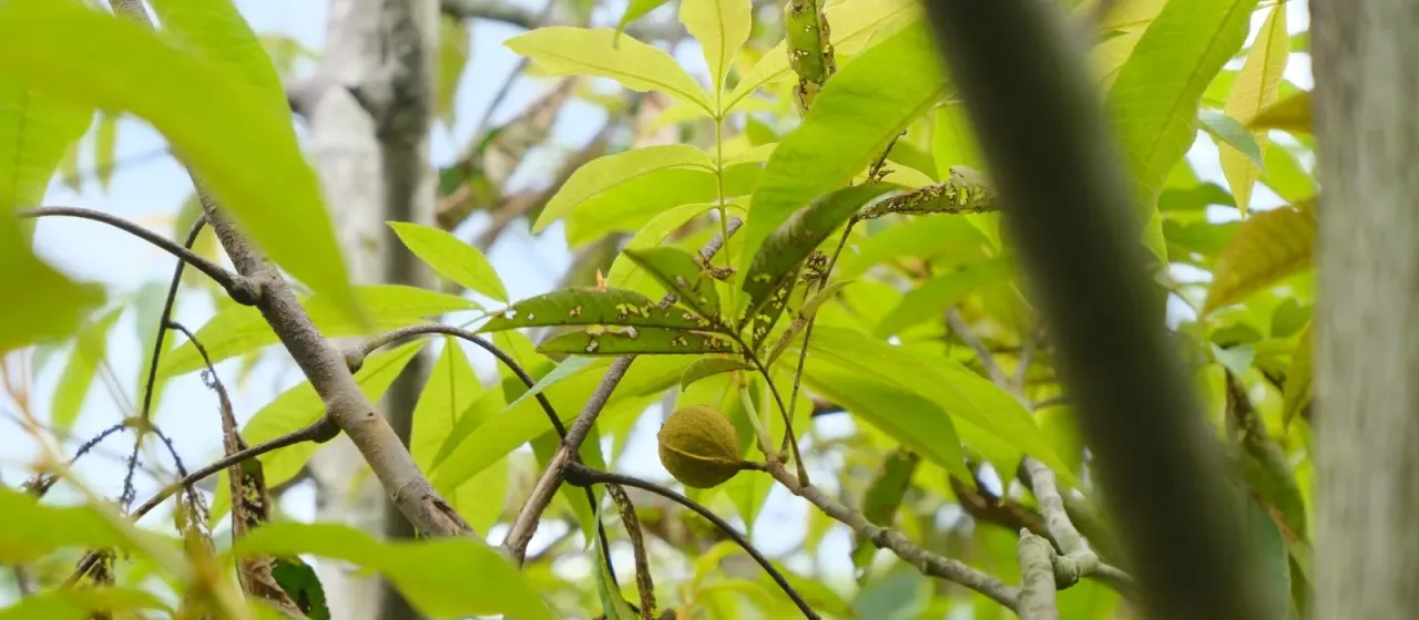 Кария китайская