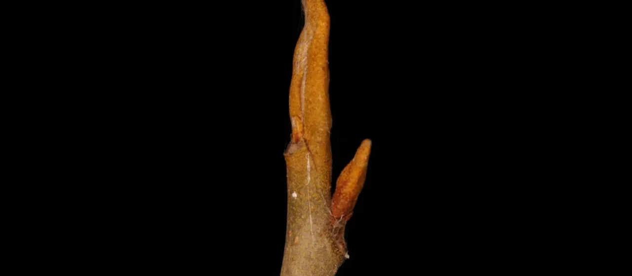 Bitternut hickory