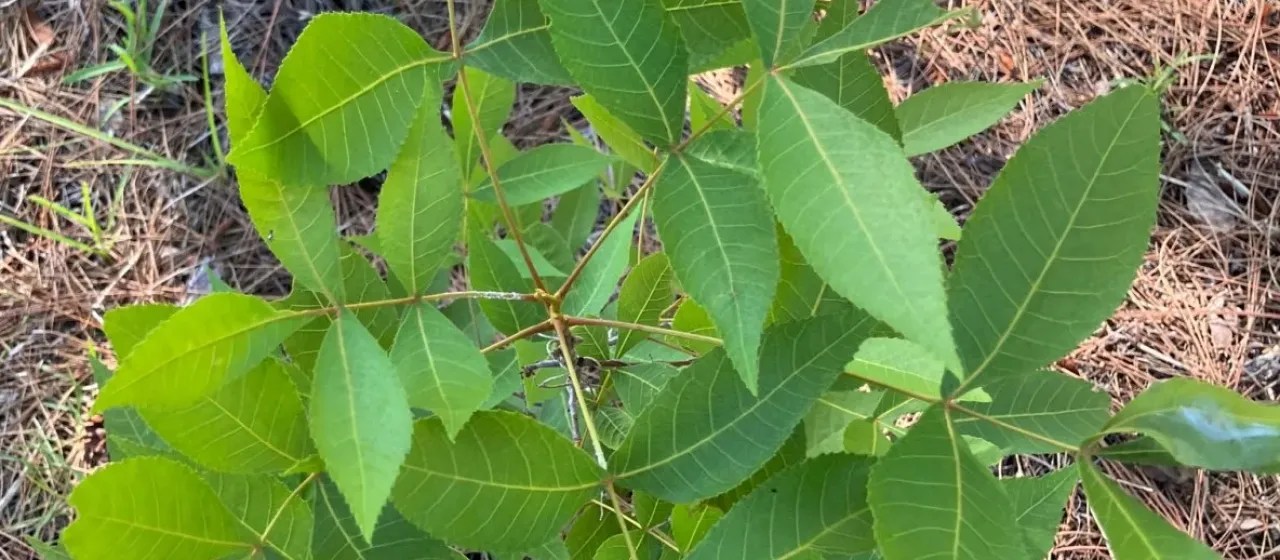 Florida hickory