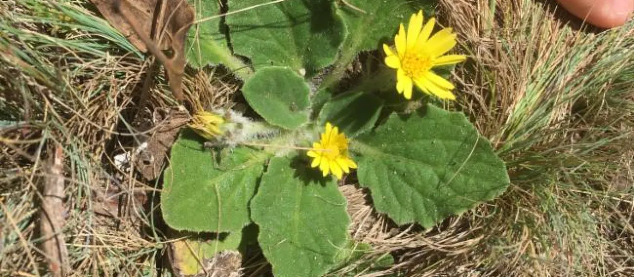 Bear's Ear
