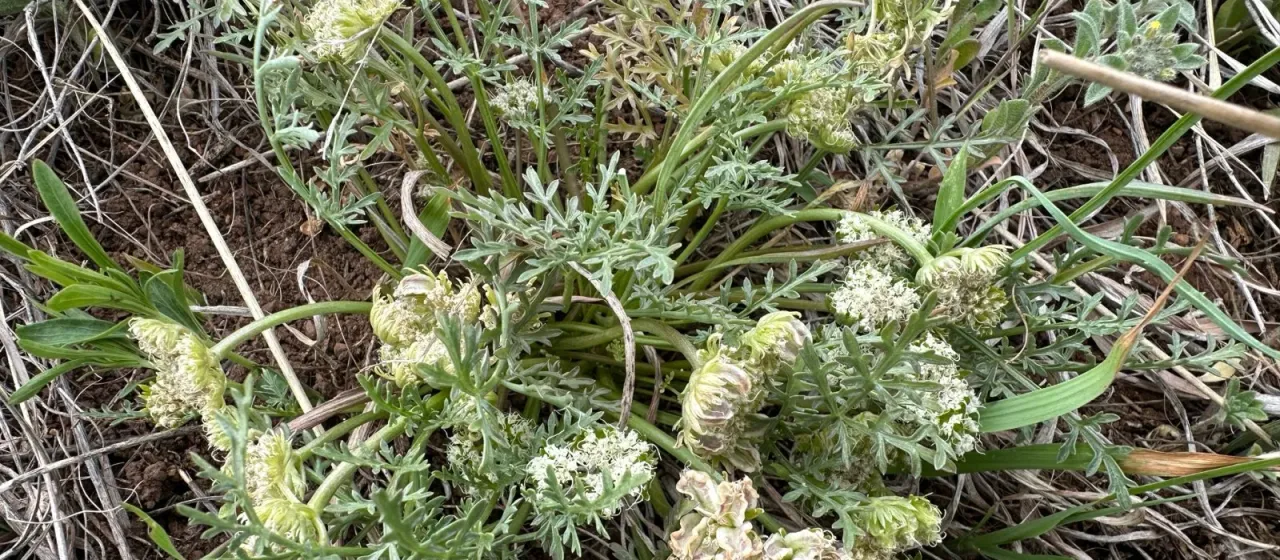 Plains springparsley
