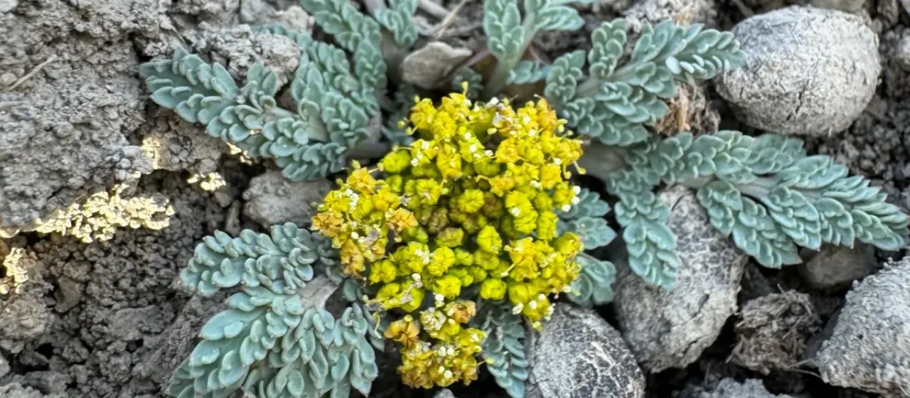 Cymopterus longipes