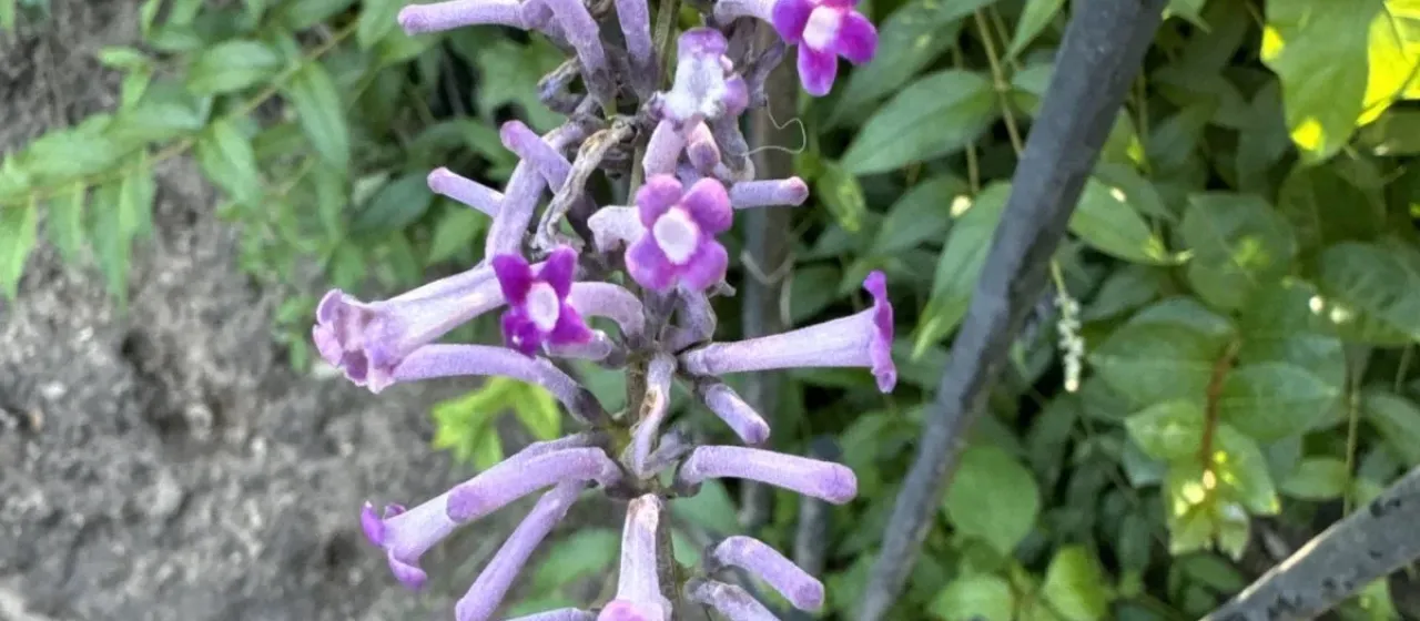 Lindley's butterfly bush