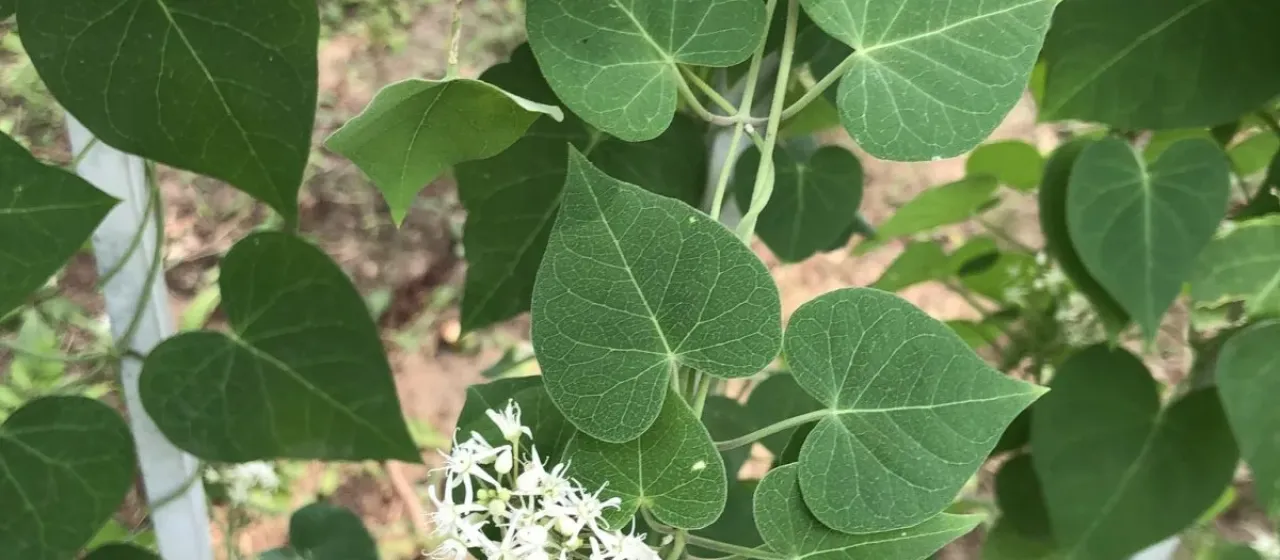 Cynanchum chinense