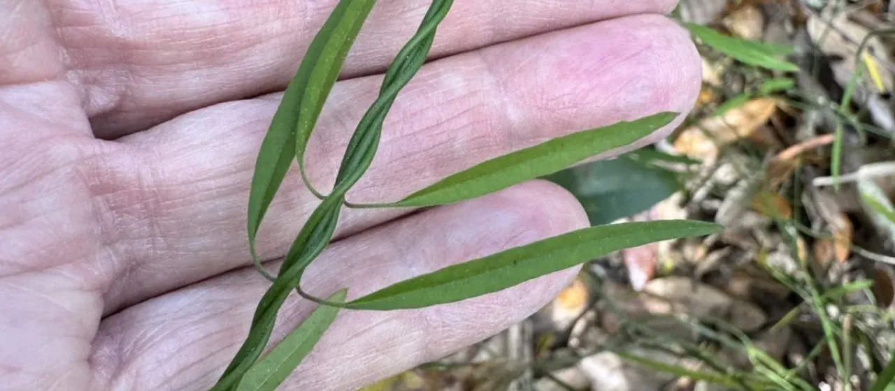 Cynanchum scoparium