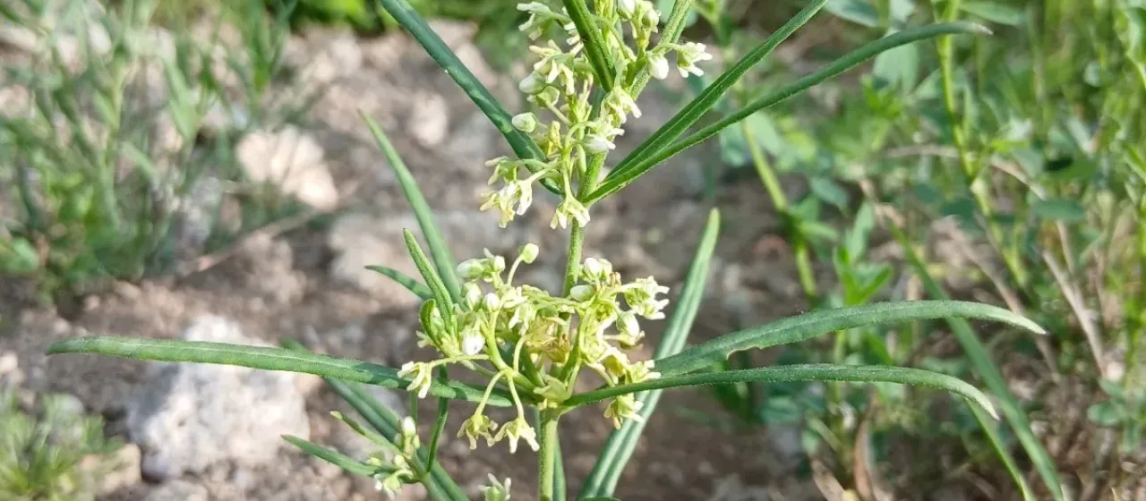 Cynanchum thesioides
