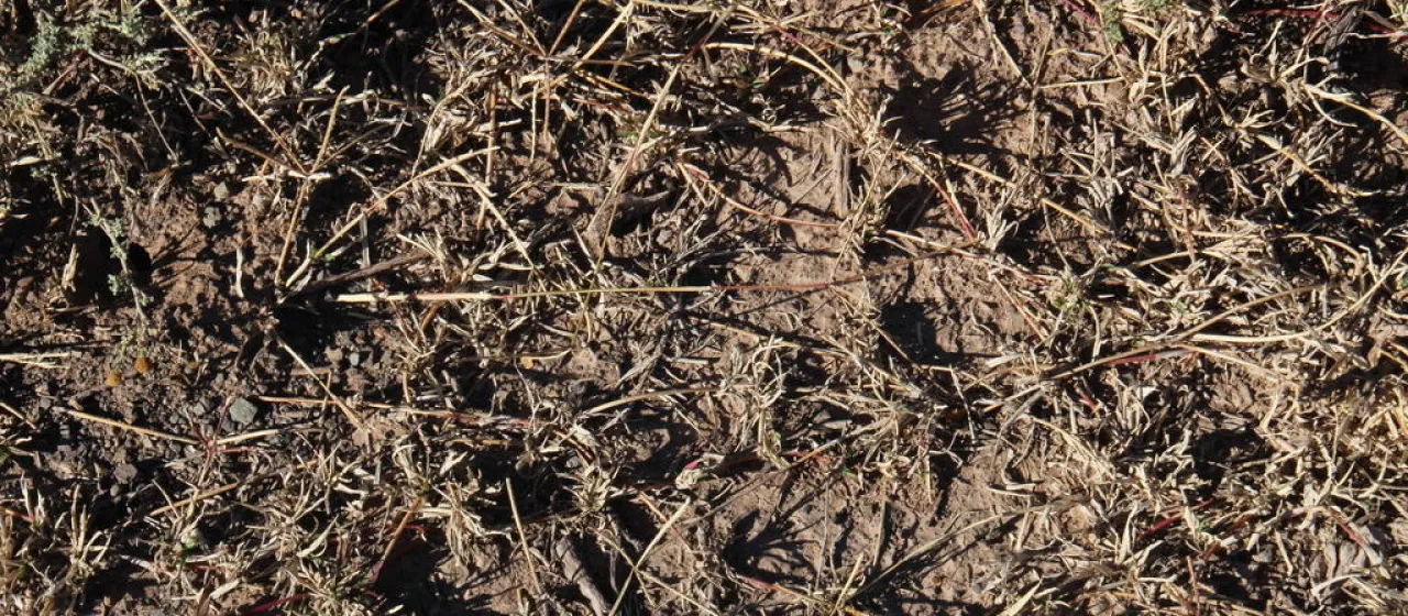 Cynodon incompletus