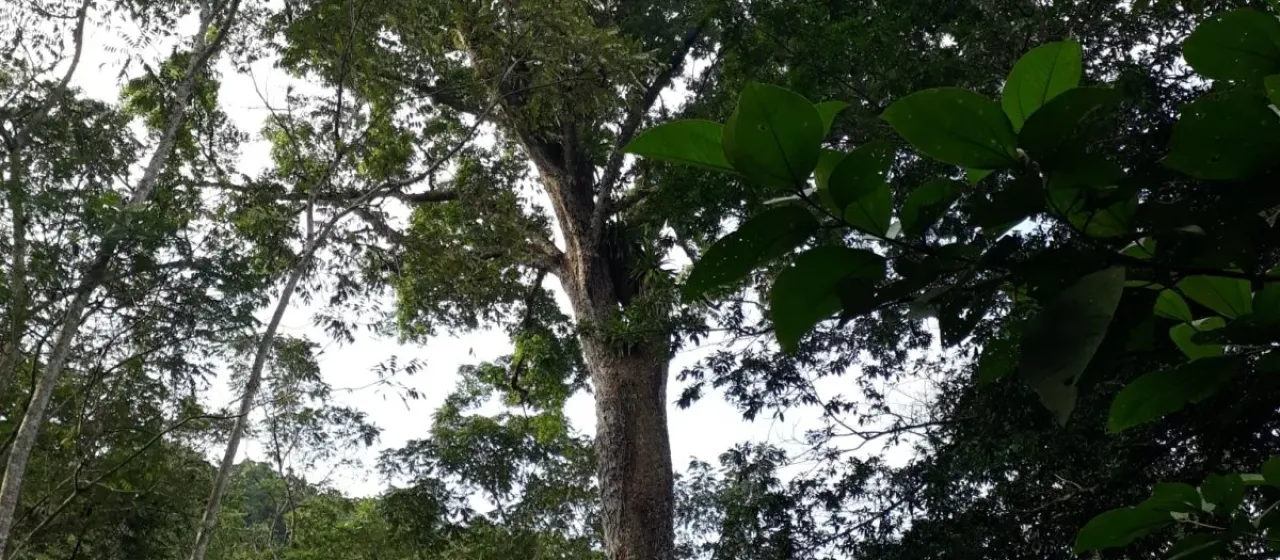 Caryocar amygdaliferum