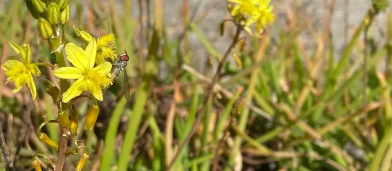 Bulbine frutescens