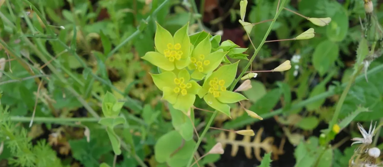 Round-leaved thoroughwax
