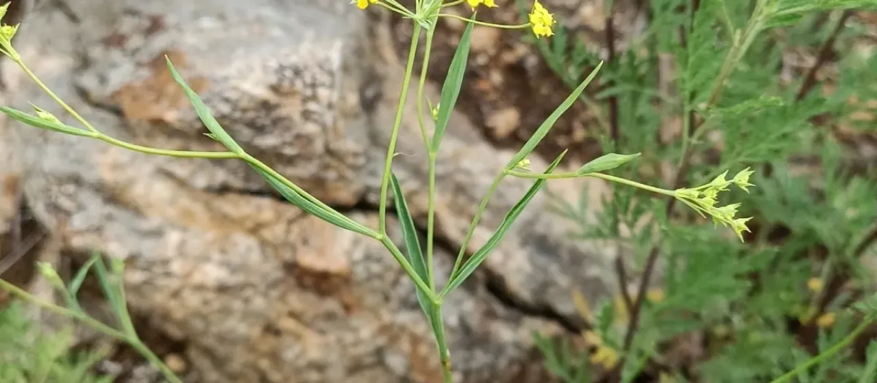 Sickle-leaf hare's ear