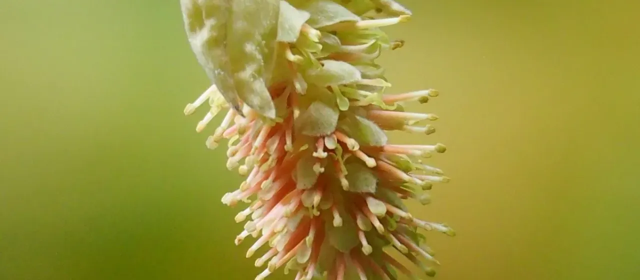 Wilson's witch hazel