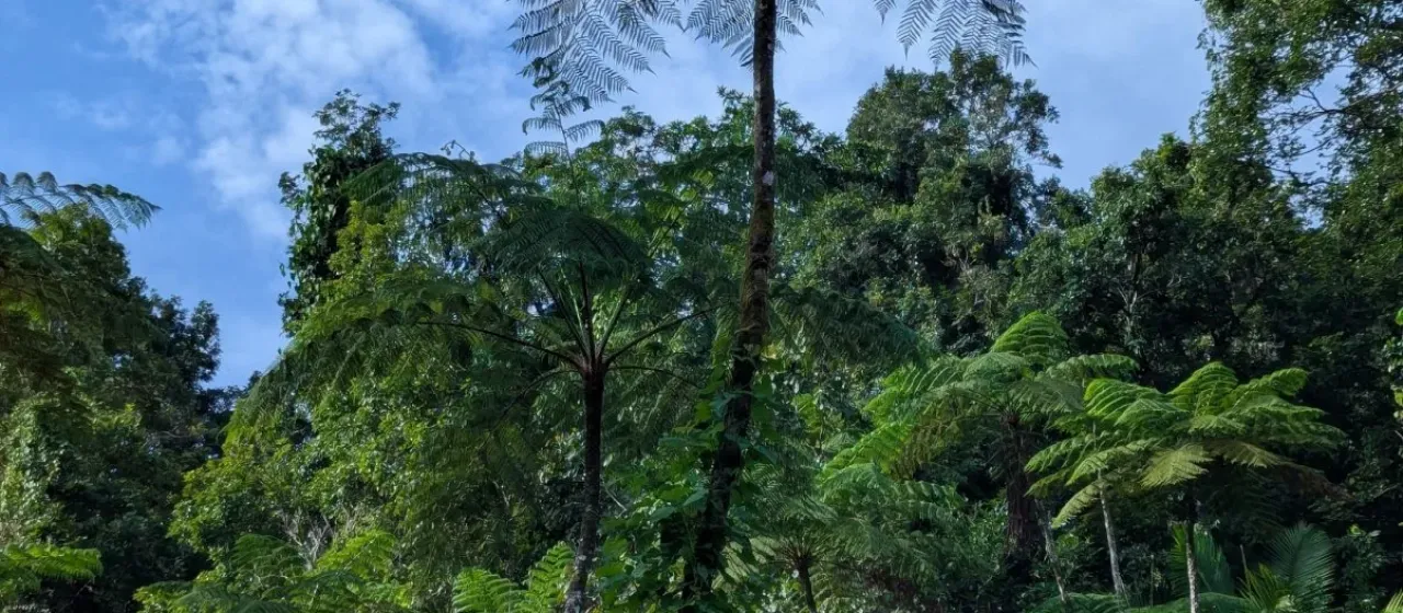 Cyathea arborea