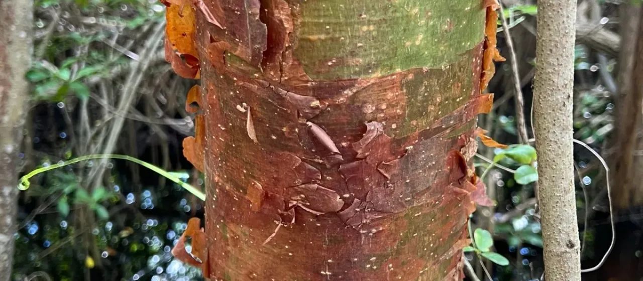 Gumbo limbo