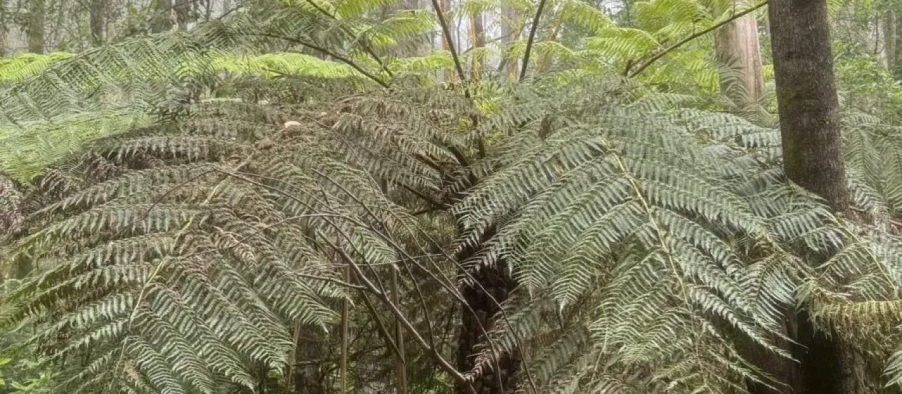 Rough tree fern