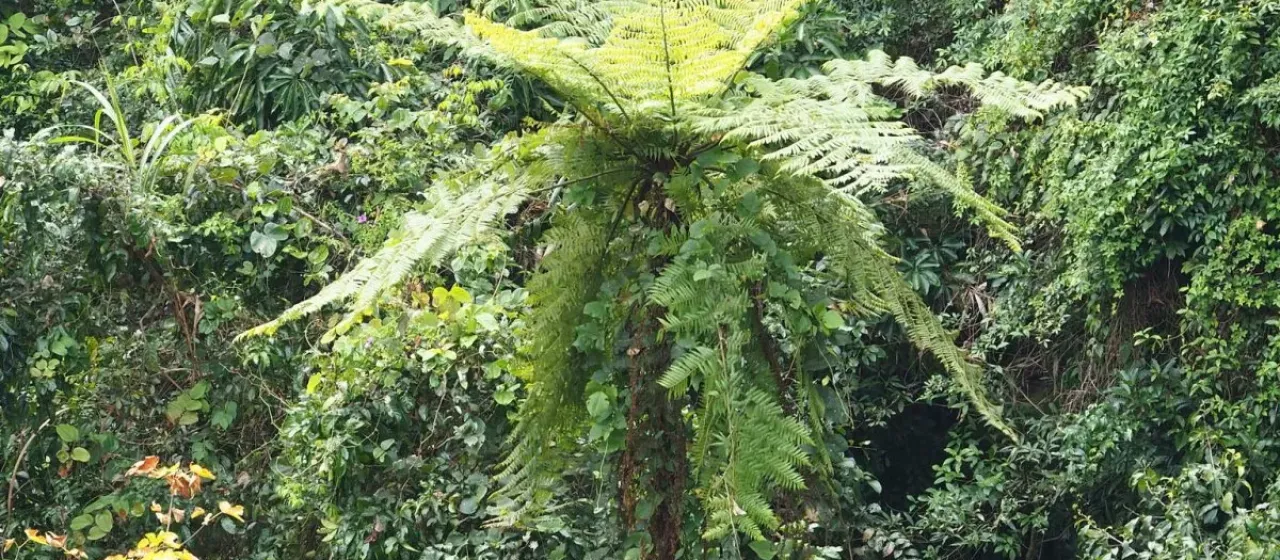 Alsophila spinulosa