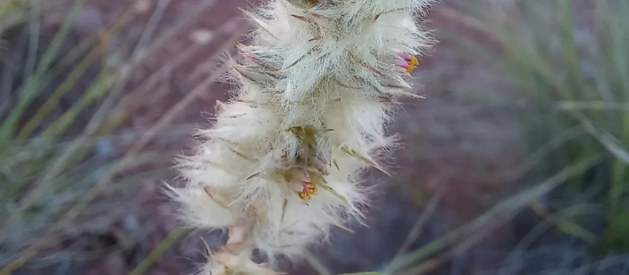 Cyphocarpa