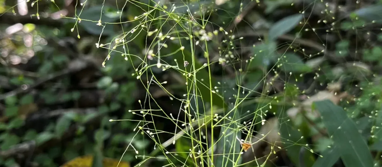 Cyrtococcum accrescens
